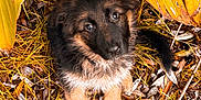 Ayla a rejoint le concours — aidez-le/la à gagner de superbes lots ! puppy, dog, german_shepherd, leaf, yellow_leaf, grass, outdoor, nature, animal, cute, fur, pet, young, eyes, brown, black, twigs, curious, adorable, sitting