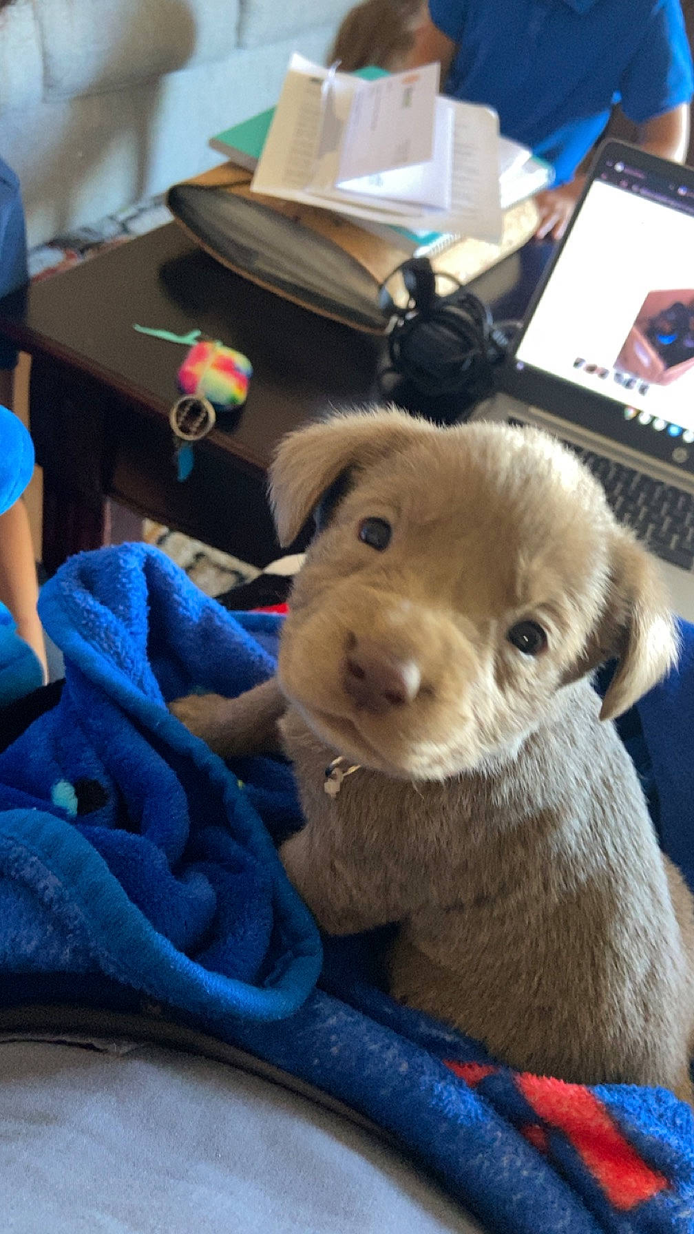 Nyra joined the competition — help win amazing prizes! baby_toys, bed, blue, child, comfort, companion_dog, computer, dog_breed, fawn, fur, gadget, laptop, plush, room, selfie, snout, stuffed_toy, toy, working_animal