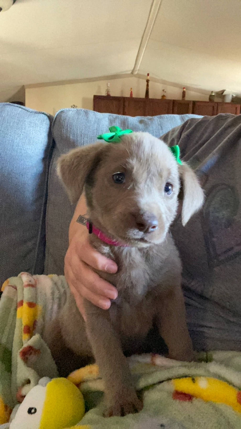 Nyra joined the competition — help win amazing prizes! canidae, carnivore, chair, comfort, companion_dog, couch, dog, dog_breed, dog_supply, ear, fawn, fruit, fur, liver, pet_supply, puppy, snout, sporting_group, whiskers, working_animal