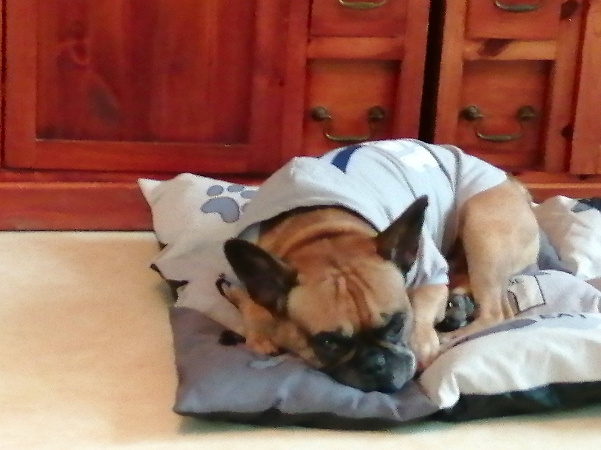 Hermès participe au concours pour gagner de l'argent avec cette photo : bulldog, bullmastiff, canidae, carnivore, companion_dog, dog, dog_breed, fawn, french_bulldog, mammal, nap, non_sporting_group, old_english_bulldog, olde_english_bulldogge, pug, puppy, puppy_love, snout