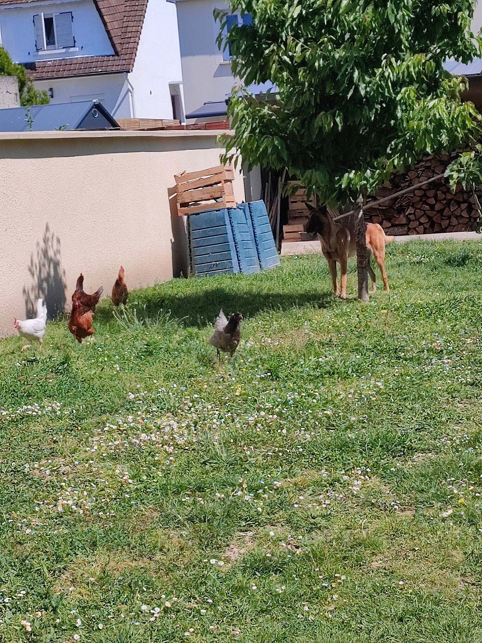 Treize a rejoint le concours — aidez-le/la à gagner de superbes lots ! beak, bird, building, chicken, comb, galliformes, grass, grass_family, grassland, groundcover, house, land_lot, landscape, lawn, livestock, phasianidae, plant, poultry, tree, window