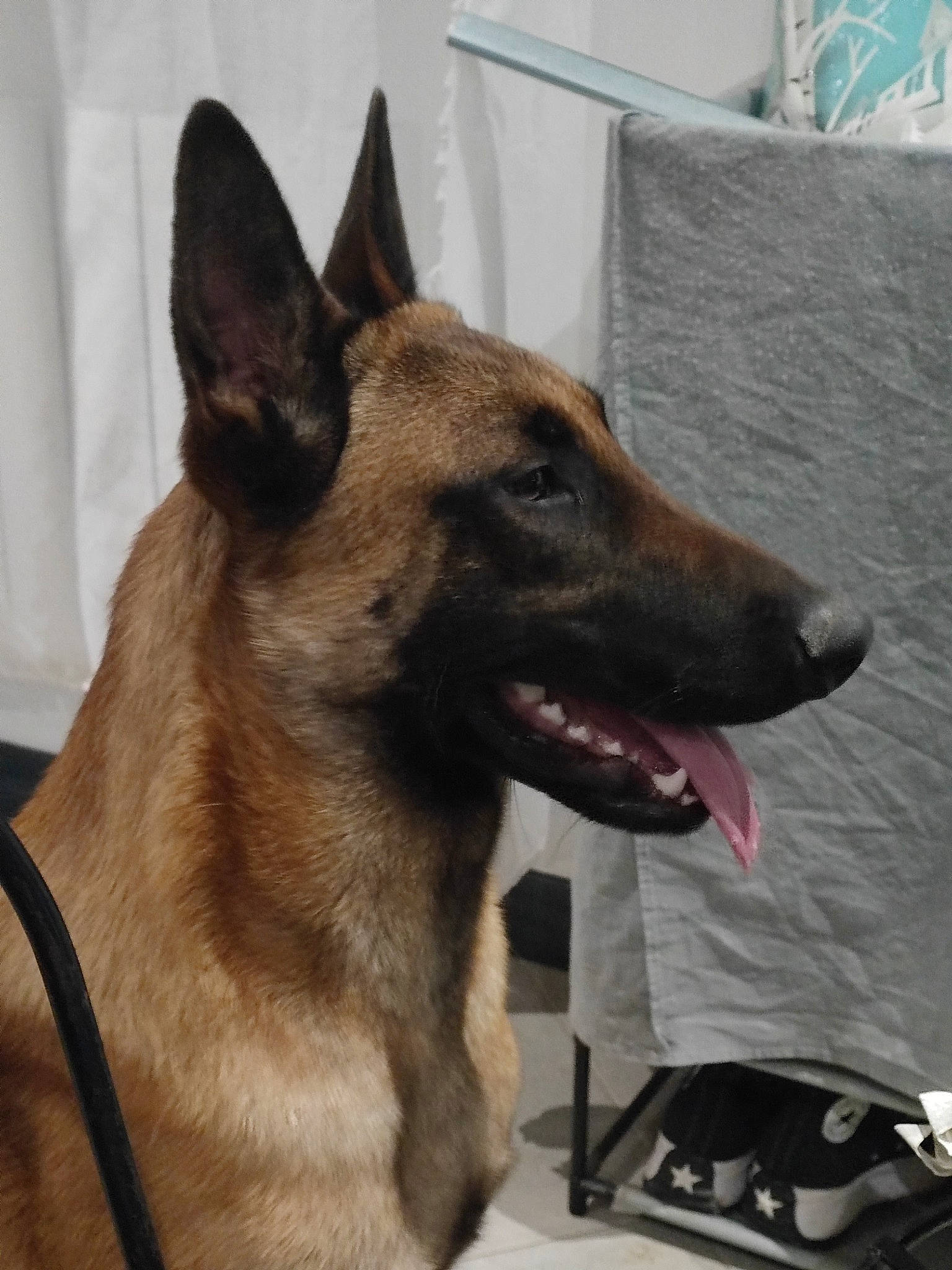 Treize a rejoint le concours — aidez-le/la à gagner de superbes lots ! bag, belgian_shepherd_malinois, canidae, carnivore, collar, companion_dog, dog, dog_breed, dog_collar, east_european_shepherd, fawn, german_shepherd_dog, guard_dog, herding_dog, luggage_and_bags, pet_supply, snout, sporting_group, whiskers, working_dog