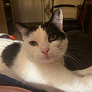 Andrew is registered to the contest to win money with this photo: cat, black_and_white, indoor, pet, whiskers, fur, relaxed, lying_down, close_up, animal, home, feline, looking_at_camera, domestic_cat, cozy, soft_light, resting, cute, calm, mammal