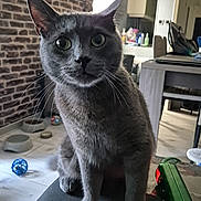 Grisou participe au concours pour gagner de l'argent avec cette photo : cat, gray_cat, indoor, pet, furniture, brick_wall, toy_ball, floor, bowl, curious, whiskers, ears, eyes, table, chair, living_room, household_items, cable, close_up, domestic_animal