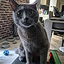 cat, gray_cat, indoor, pet, furniture, brick_wall, toy_ball, floor, bowl, curious, whiskers, ears, eyes, table, chair, living_room, household_items, cable, close_up, domestic_animal