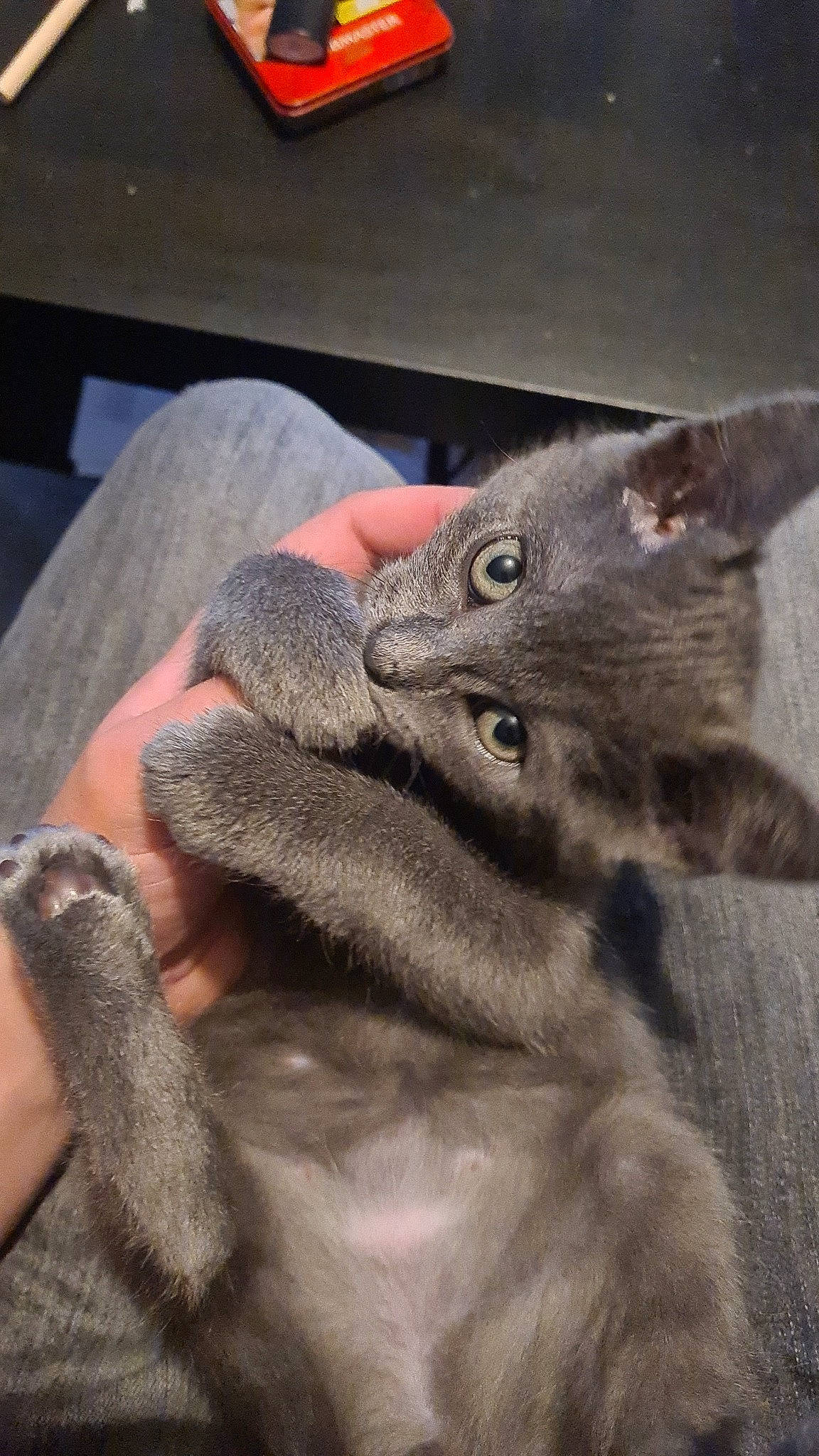 Grisou a rejoint le concours — aidez-le/la à gagner de superbes lots ! carnivore, cat, claw, comfort, domestic_short_haired_cat, ear, eye, felidae, fur, gesture, grey, head, paw, russian_blue, small_to_medium_sized_cats, snout, terrestrial_animal, whiskers, wrinkle