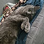 Grisou participe au concours pour gagner de l'argent avec cette photo : animal, blanket, cat, companion, couch, cozy, cute, domestic_animal, fur, furniture, gray_cat, home, indoor, lying_down, paw, pet, relaxed, resting, sleepy, whiskers