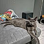 Grisou participe au concours pour gagner de l'argent avec cette photo : animal, cat, couch, cute, domestic_animal, ears, eyes, feline, floor, furniture, gray_cat, home, indoor, mammal, paw, pet, relaxed, resting, stretching, whiskers