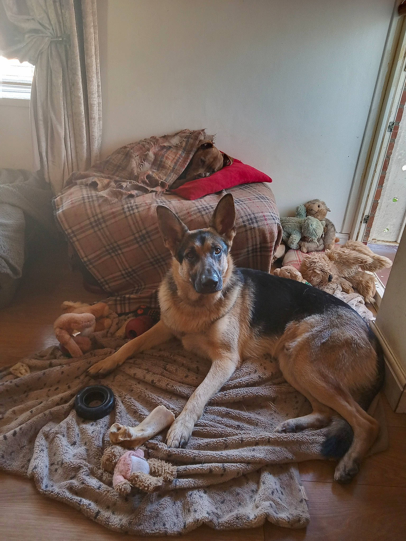 Baxter joined the competition — help win amazing prizes! australian_cattle_dog, canidae, carnivore, comfort, companion_dog, couch, curtain, dog, dog_breed, fawn, flooring, fur, hardwood, home, living_room, small_to_medium_sized_cats, tail, window_blind, wood, working_animal