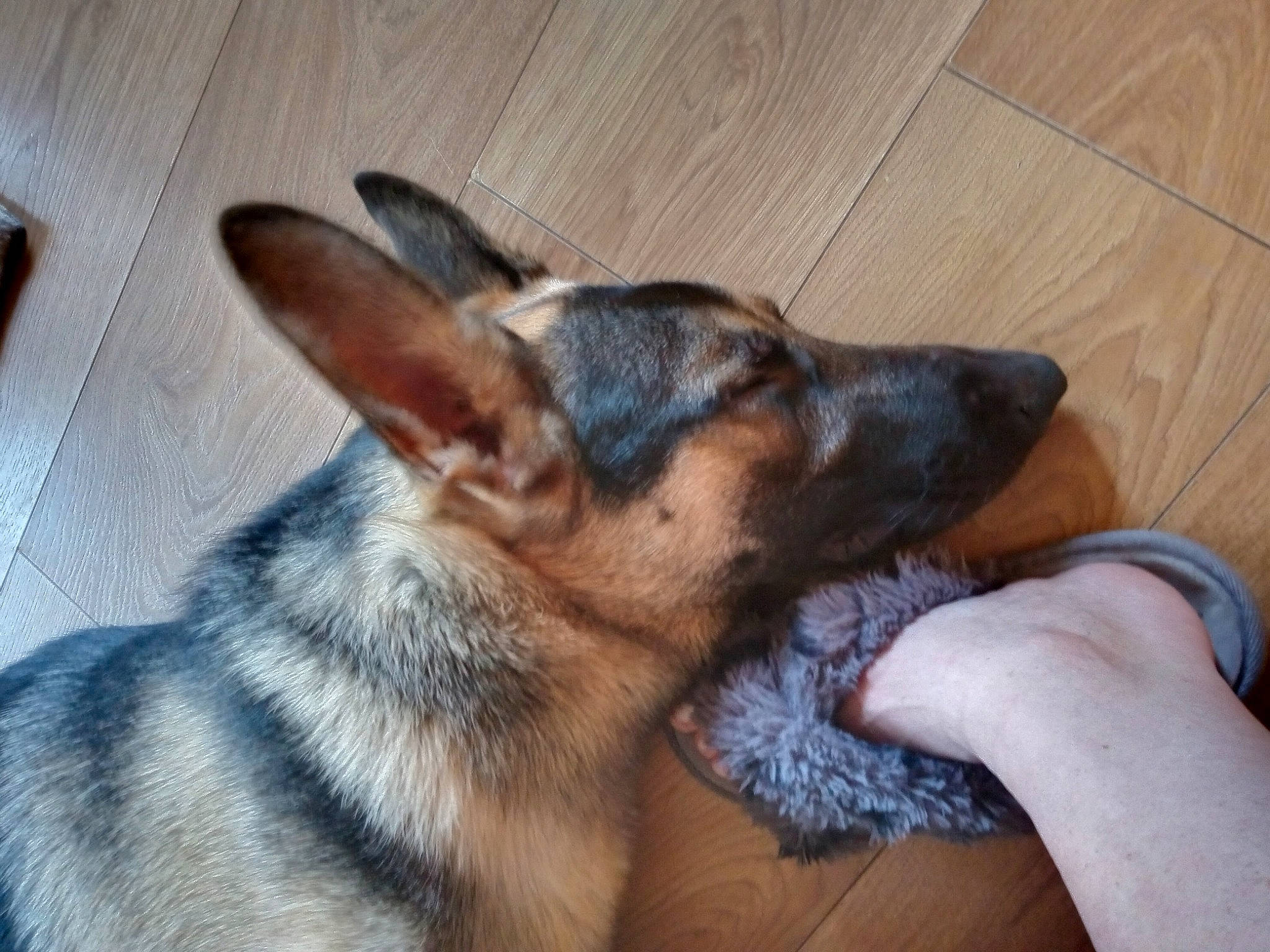 Baxter joined the competition — help win amazing prizes! canidae, carnivore, comfort, companion_dog, dog, dog_breed, ear, east_european_shepherd, fawn, fur, german_shepherd_dog, gesture, herding_dog, king_shepherd, old_german_shepherd_dog, paw, sporting_group, whiskers, wood, working_dog