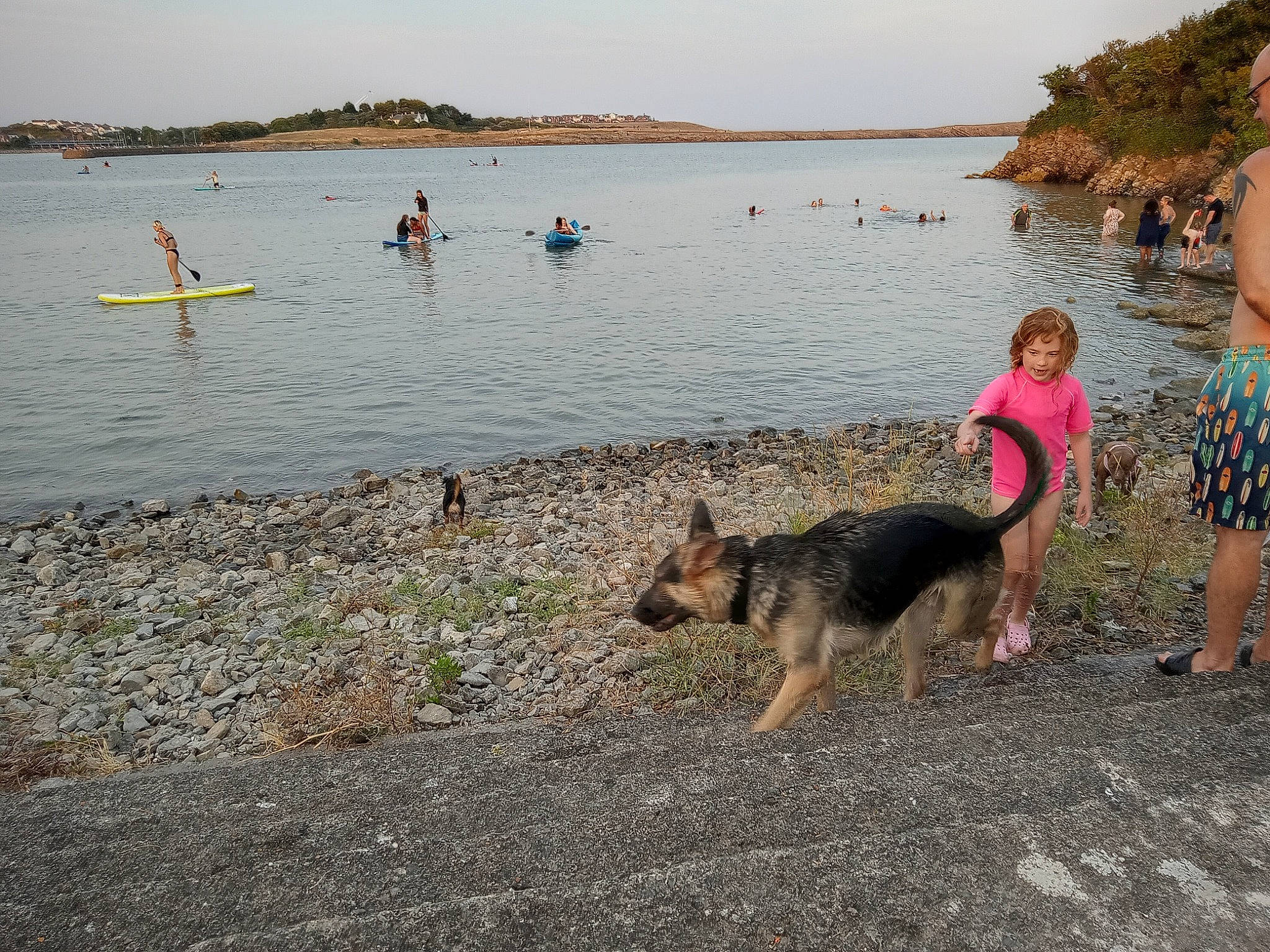 Baxter joined the competition — help win amazing prizes! beach, carnivore, dog, dog_breed, fawn, fun, german_shepherd_dog, herding_dog, king_shepherd, lake, leisure, old_german_shepherd_dog, recreation, shore, shorts, sky, sporting_group, travel, tree, water