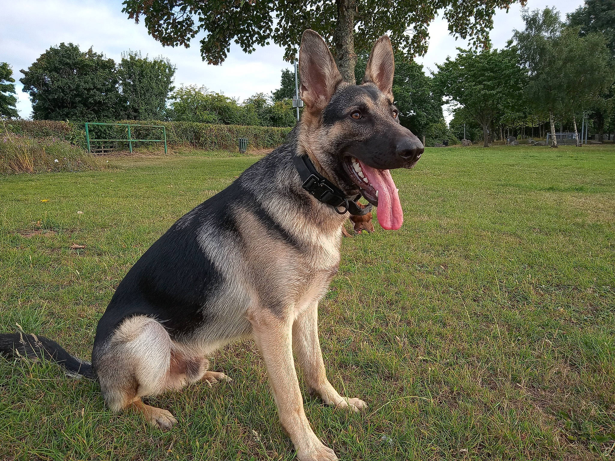 Baxter joined the competition — help win amazing prizes! canidae, carnivore, collar, dog, dog_breed, dog_supply, east_european_shepherd, fawn, german_shepherd_dog, grass, herding_dog, pet_supply, plant, sky, snout, sporting_group, tree, vehicle, working_animal, working_dog