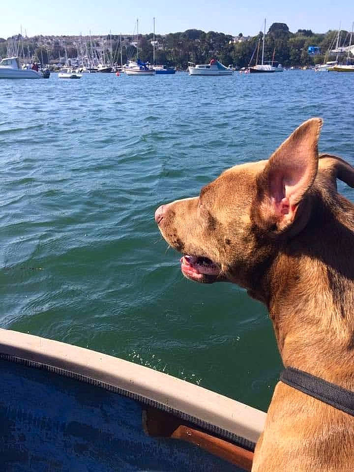 Honey joined the competition — help win amazing prizes! blue, boat, boats_and_boating_equipment_and_supplies, canidae, carnivore, collar, companion_dog, dog, dog_breed, fawn, lake, liver, sky, snout, sporting_group, tail, travel, vacation, water, working_animal