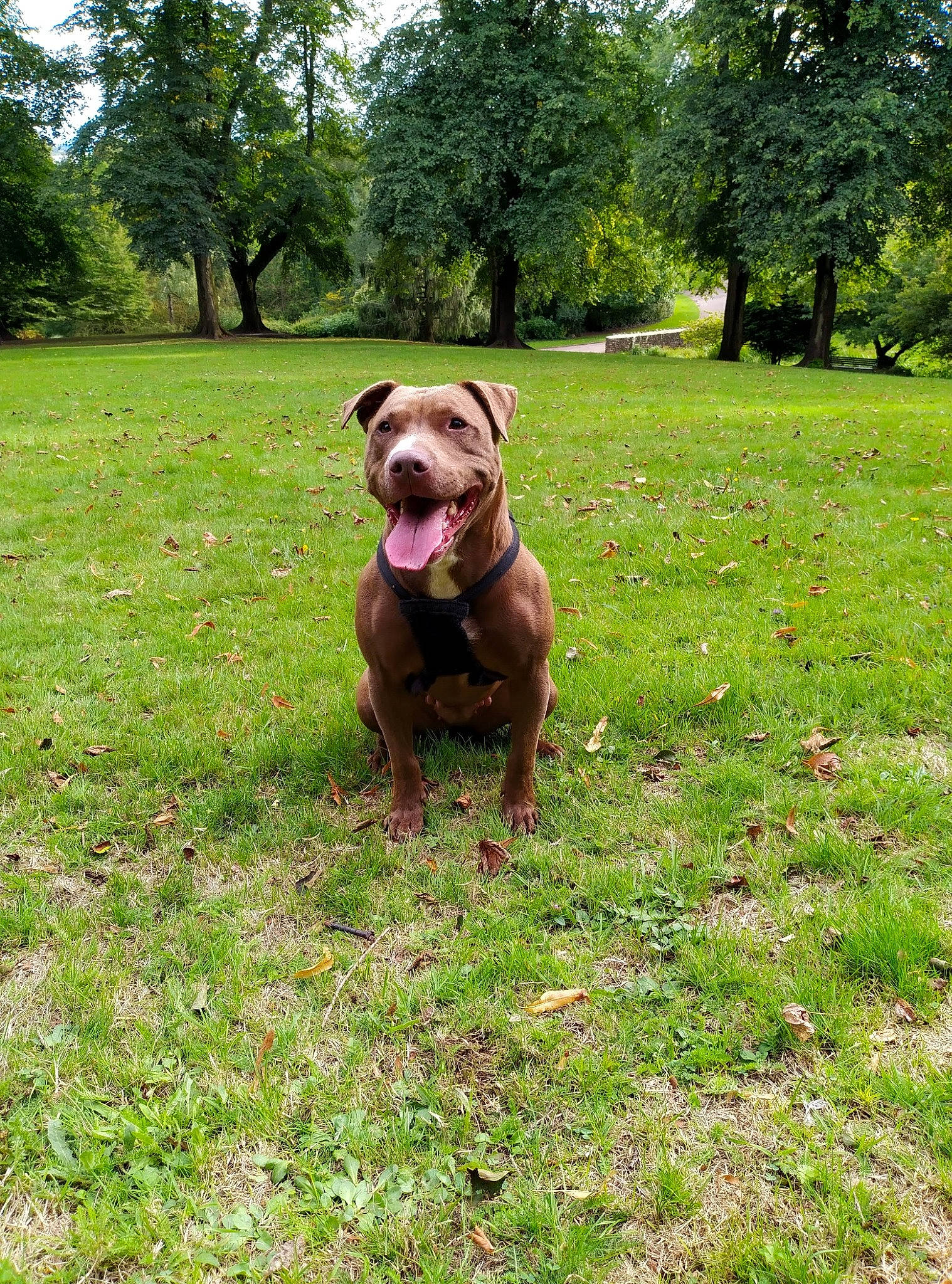 Honey is registered to the contest to win money with this photo: carnivore, collar, companion_dog, dog, dog_breed, dog_collar, fawn, grass, grassland, groundcover, lawn, leash, liver, pasture, plant, sky, snout, tail, tree, working_animal