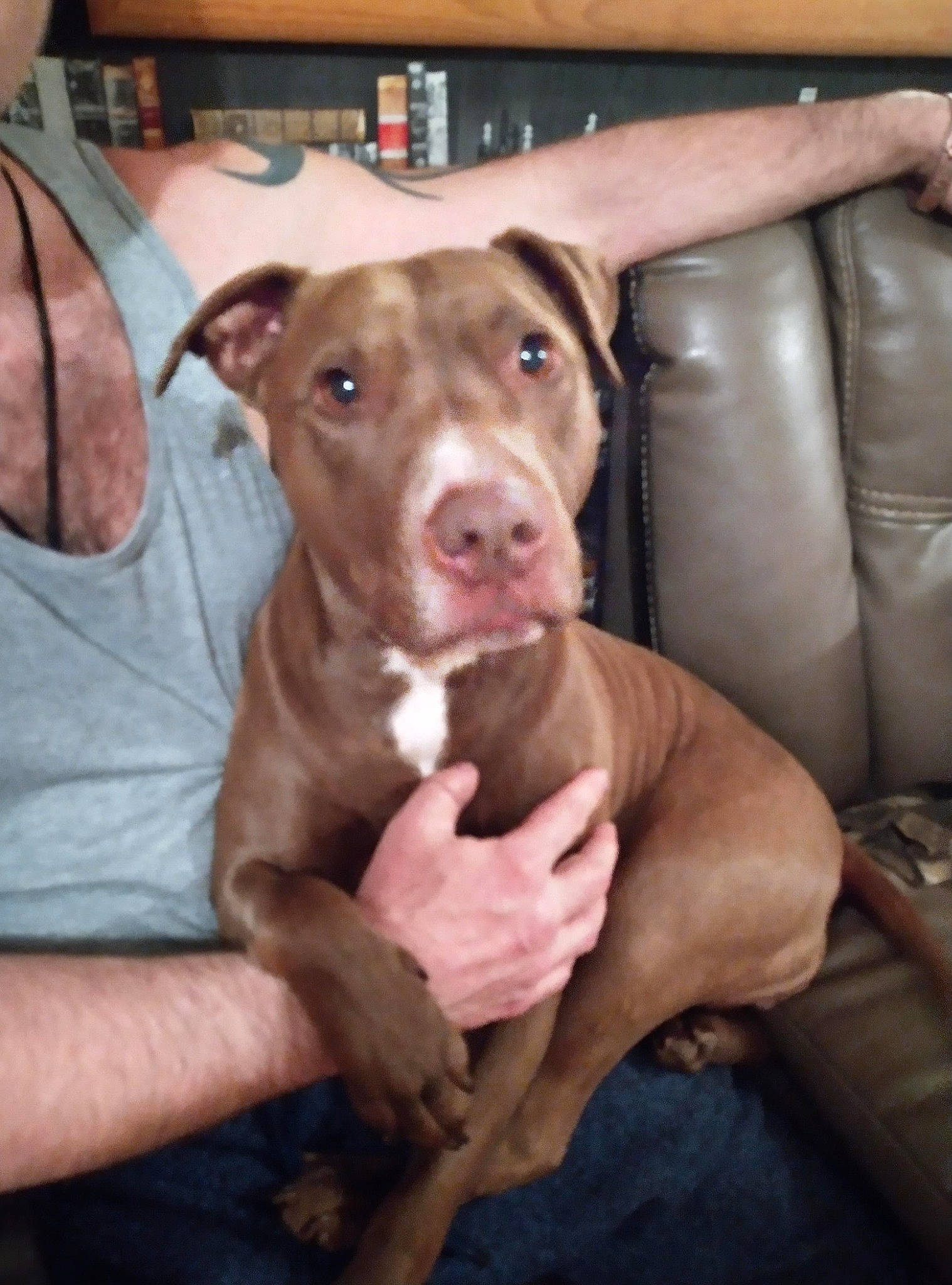 Honey is registered to the contest to win money with this photo: canidae, carnivore, comfort, companion_dog, dog, dog_breed, ear, fawn, guard_dog, non_sporting_group, sporting_group, working_animal