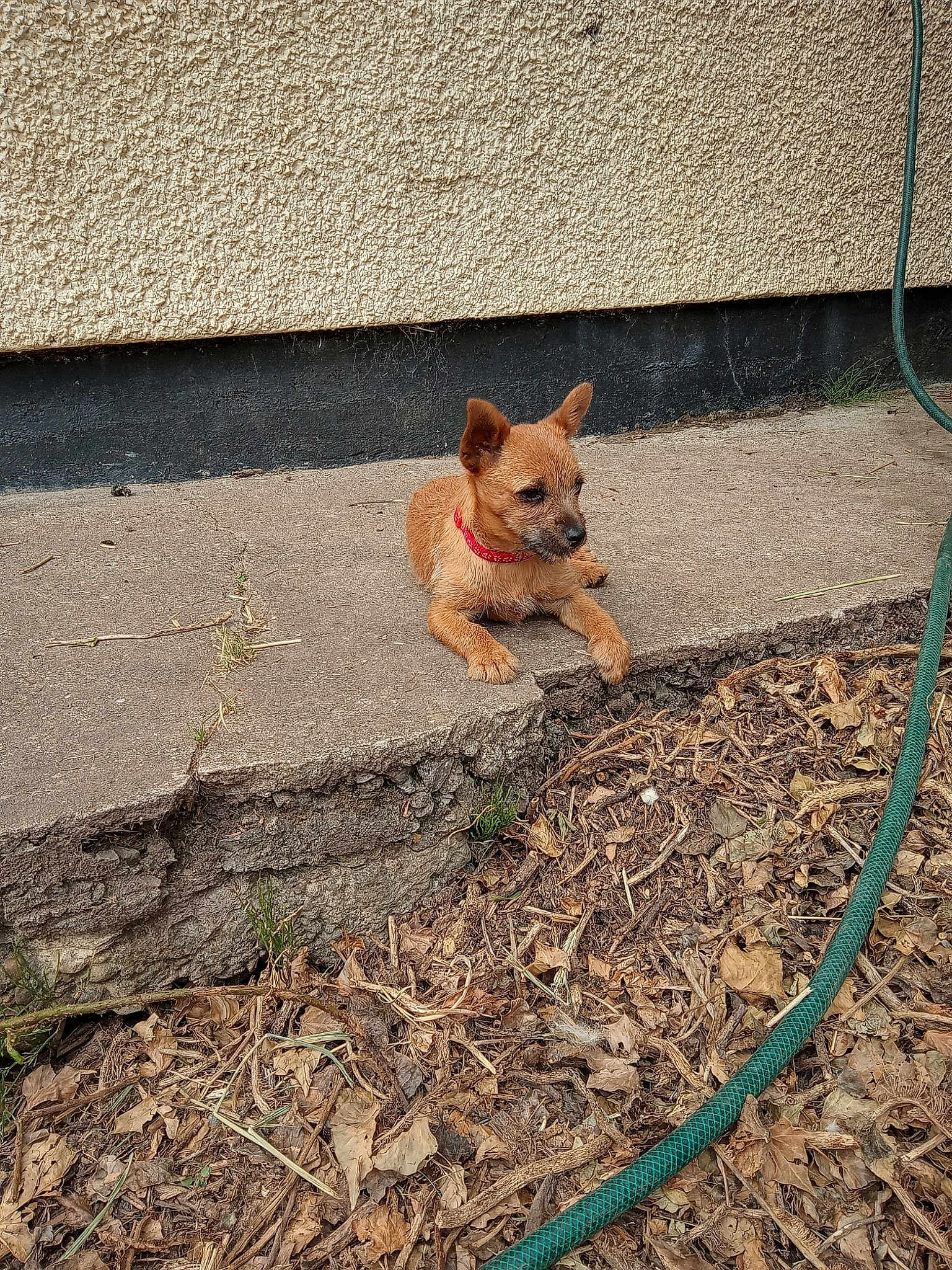 Izzy