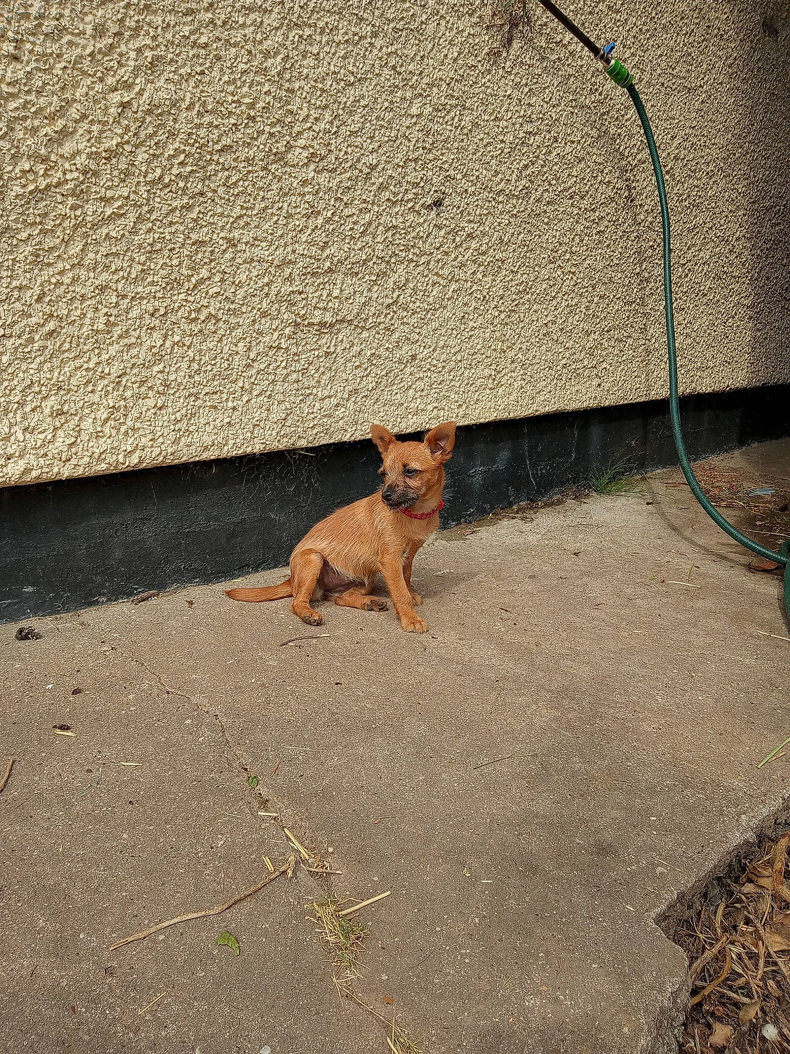 Izzy joined the competition — help win amazing prizes! asphalt, carnivore, companion_dog, concrete, dog, dog_breed, fawn, floor, flooring, grass, leash, pet_supply, road_surface, sidewalk, snout, sporting_group, tail, tints_and_shades, vertebrate, wood