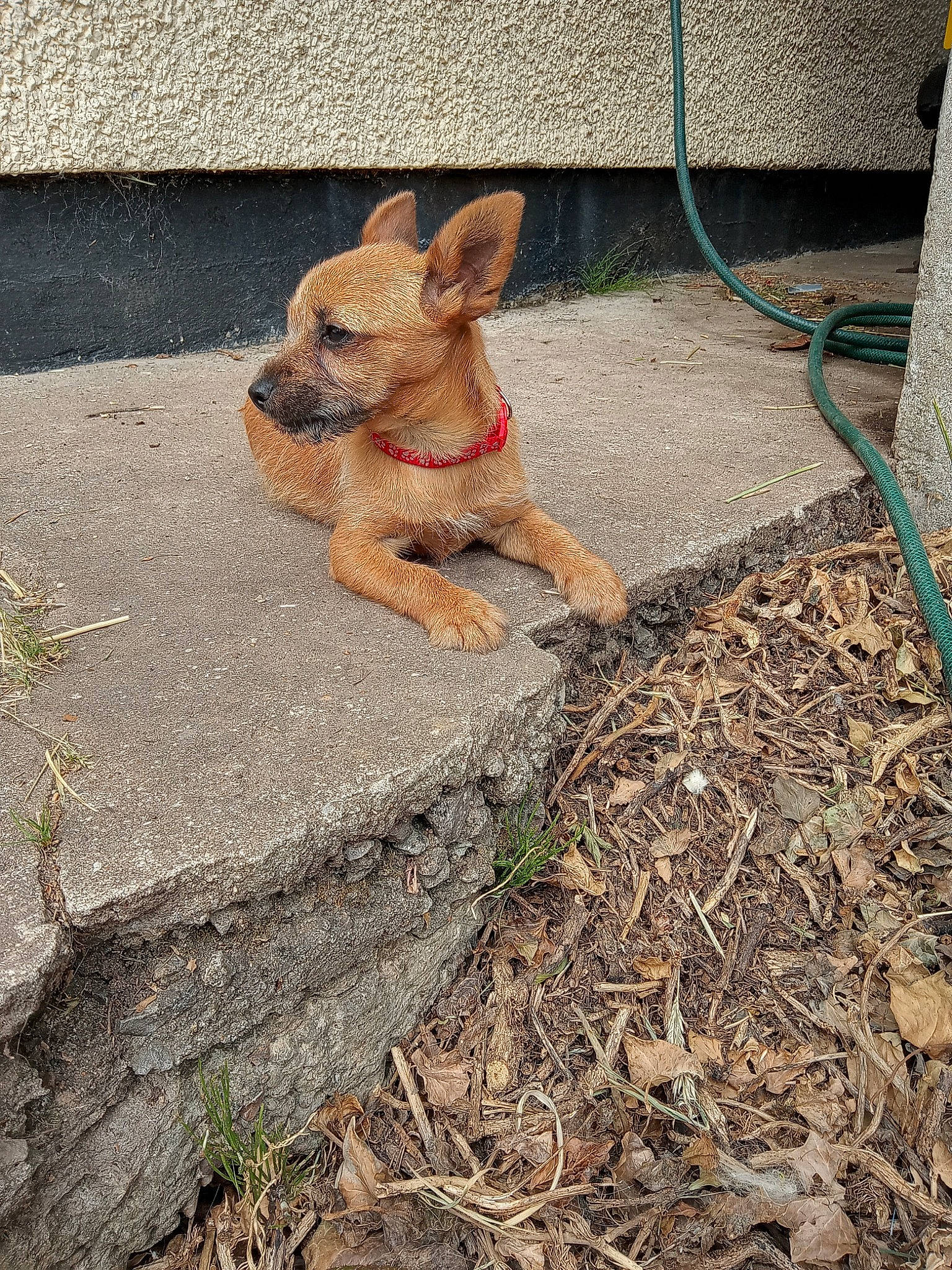 Izzy is registered to the contest to win money with this photo: animal_shelter, canidae, carnivore, companion_dog, dog, dog_breed, fawn, grass, mesh, pet_supply, rabbits_and_hares, snout, soil, sporting_group, tail, terrestrial_animal, terrier, toy, wood, working_animal