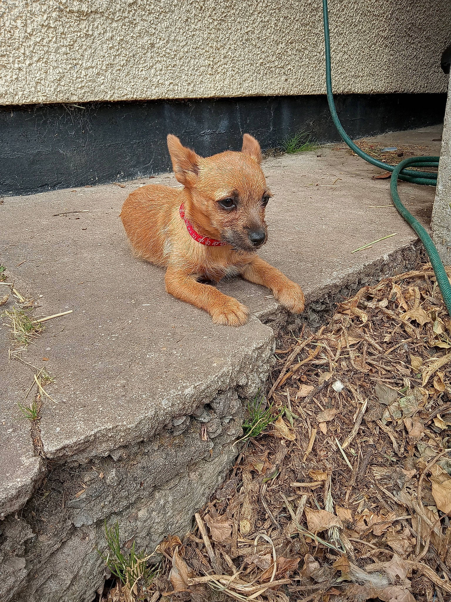 Izzy is registered to the contest to win money with this photo: asphalt, canidae, carnivore, companion_dog, dog, dog_breed, eye, fawn, grass, road_surface, sidewalk, snout, soil, sporting_group, tail, terrestrial_animal, toy_dog, whiskers, wood, working_animal