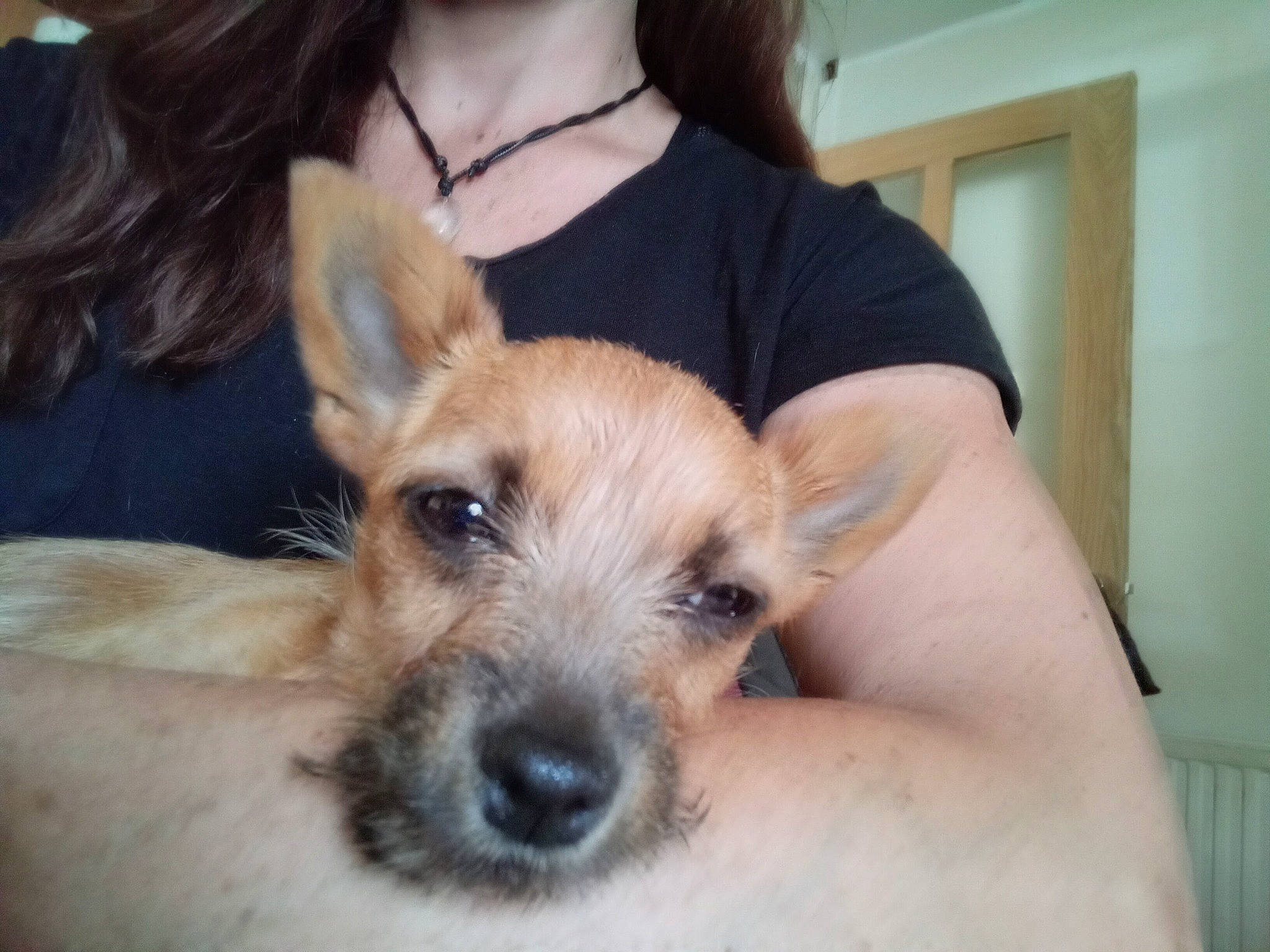 Izzy is registered to the contest to win money with this photo: canidae, carnivore, companion_dog, dog, dog_breed, dog_supply, ear, eyewear, fawn, fur, happy, puppy_love, selfie, small_terrier, snout, sporting_group, toy_dog, whiskers, working_animal