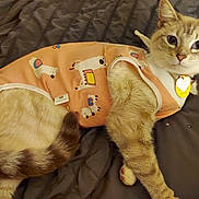 Annabelle is registered to the contest to win money with this photo: cat, pet, animal, feline, bed, blanket, clothing, outfit, cute, curious, indoor, resting, striped_tail, collar, tag, soft_lighting, cozy, orange, white, ears