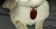 Annabelle is registered to the contest to win money with this photo: cat, feline, pet, collar, tag, whiskers, gray_surface, indoor, animal, cute, alert, ears, paws, fur, domestic, resting, looking_away, night, flash, closeup