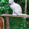 Annabelle joined the competition — help win amazing prizes! cat, blue_eyes, collar, wooden_railing, forest, trees, greenery, outdoor, nature, animal, pet, feline, curious, sitting, rustic, wood, leaves, wildlife, alert, daylight