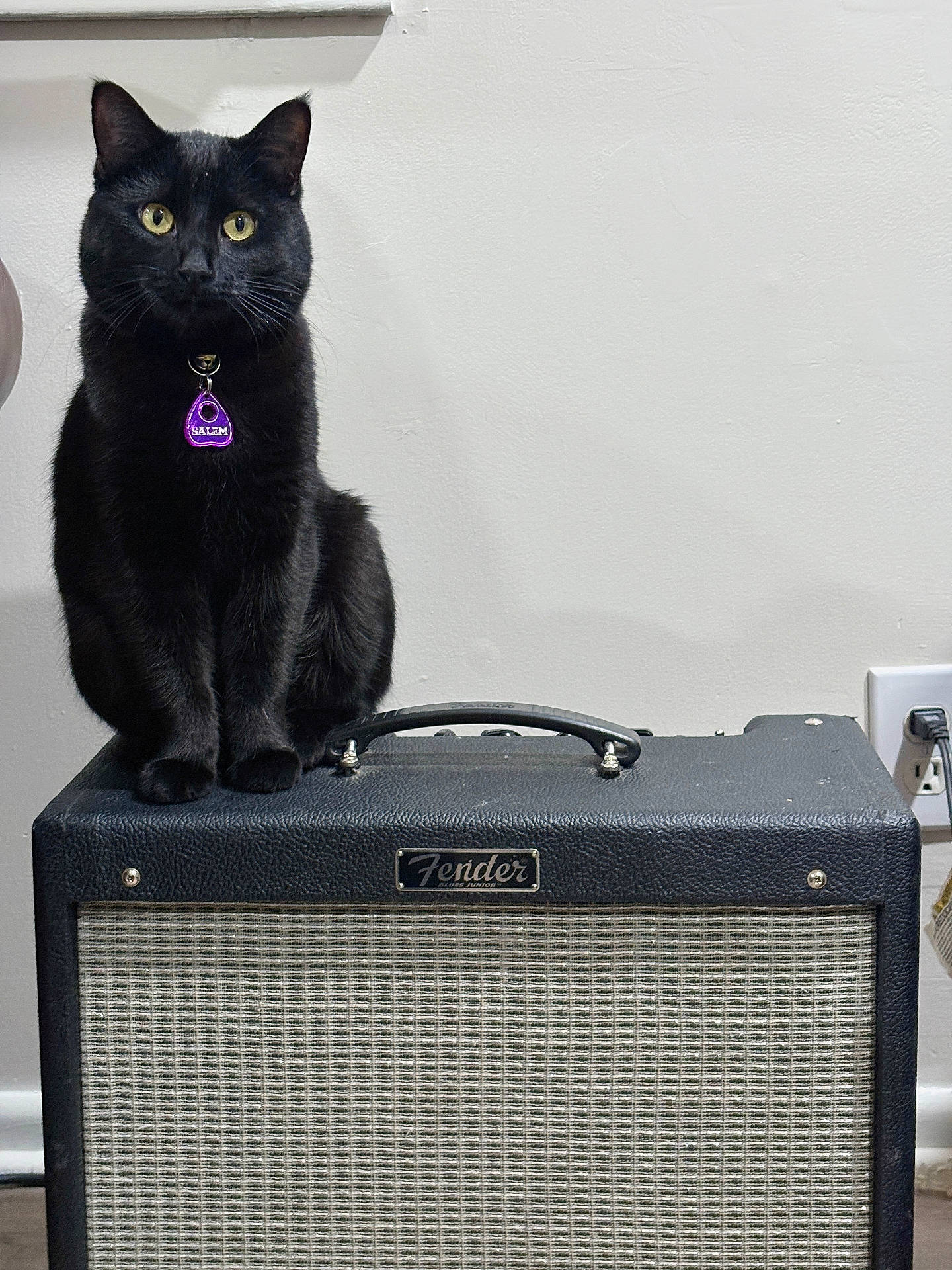 amplifier, animal, black_cat, cat, cute, domestic_animal, electrical_outlet, feline, fender_amplifier, furniture, indoor, musical_equipment, pet, plug_socket, portrait, purple_tag, sitting, still_life, wall, yellow_eyes