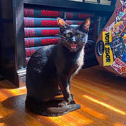 Tulip joined the competition — help win amazing prizes! cat, black_cat, indoor, bookshelf, books, wooden_floor, guitar_case, stickers, sunlight, shadow, pet, animal, feline, mouth_open, sitting, domestic_animal, home, leisure, furniture, daylight