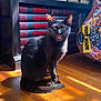 cat, black_cat, indoor, bookshelf, books, wooden_floor, guitar_case, stickers, sunlight, shadow, pet, animal, feline, mouth_open, sitting, domestic_animal, home, leisure, furniture, daylight