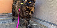 Freya joined the competition — help win amazing prizes! cat, tortoiseshell, leash, outdoor, pet, animal, curious, walking, amber_eyes, side_view, concrete, door, metal_mesh, feline, domestic_animal, short_fur, tail_up, sunlight, exploring, close_up