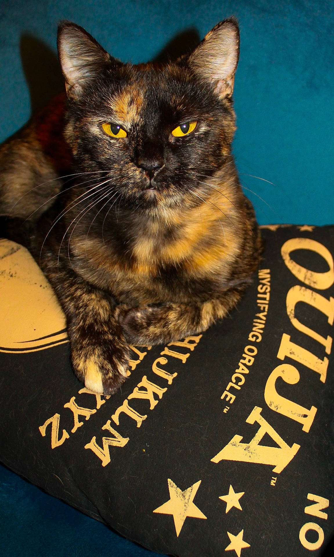Freya is registered to the contest to win money with this photo: animal, black_pillow, blue_background, cat, close_up, feline, fur, indoor, letters, looking, mystical, pet, pillow, portrait, resting, stars, text, tortoiseshell, whiskers, yellow_eyes