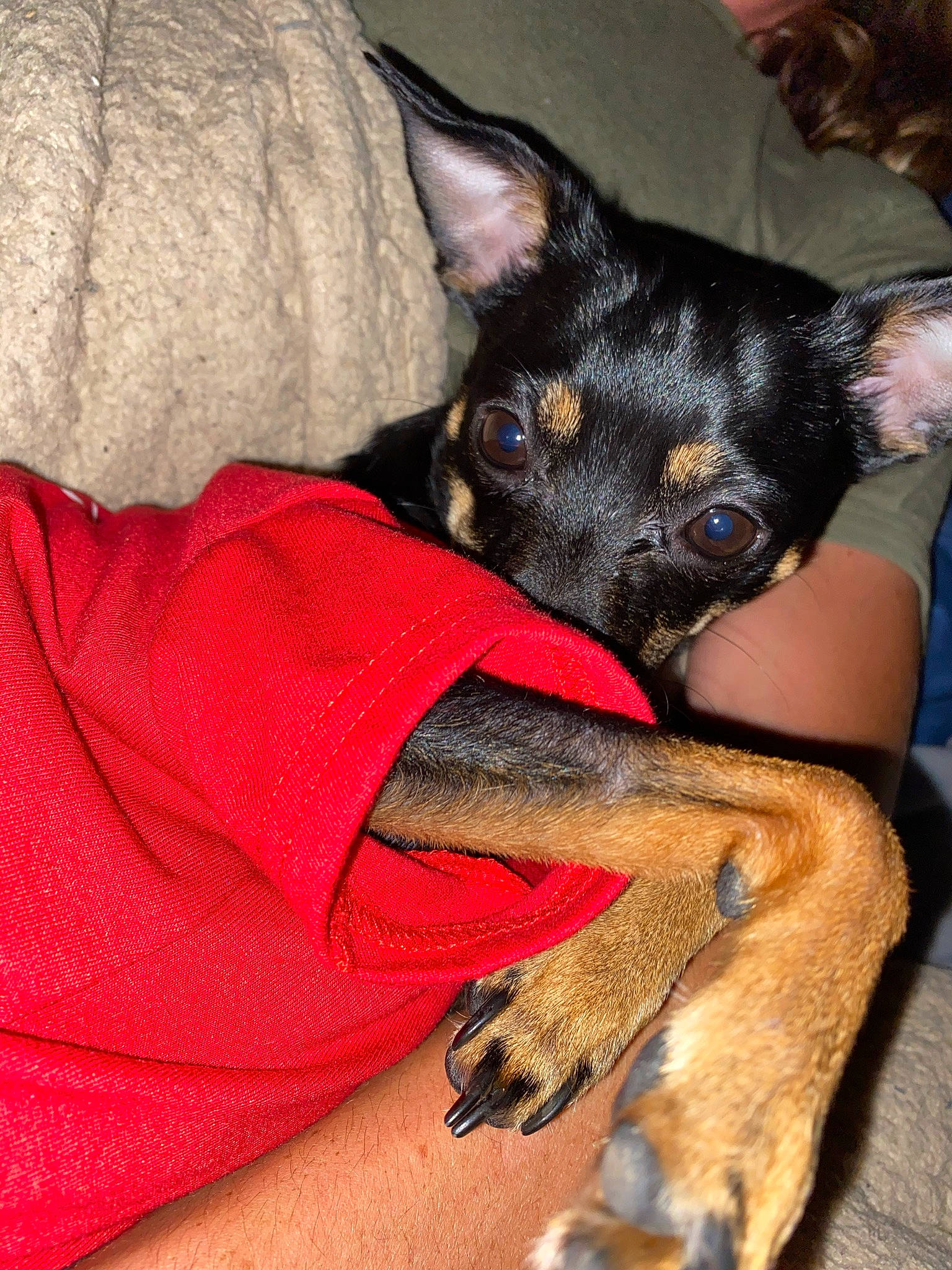 Moo joined the competition — help win amazing prizes! canidae, carnivore, comfort, companion_dog, dog, dog_breed, ear, fawn, fur, guard_dog, nail, pinscher, prazsky_krysarik, russkiy_toy, snout, sporting_group, toy_dog, whiskers, working_animal, wrist