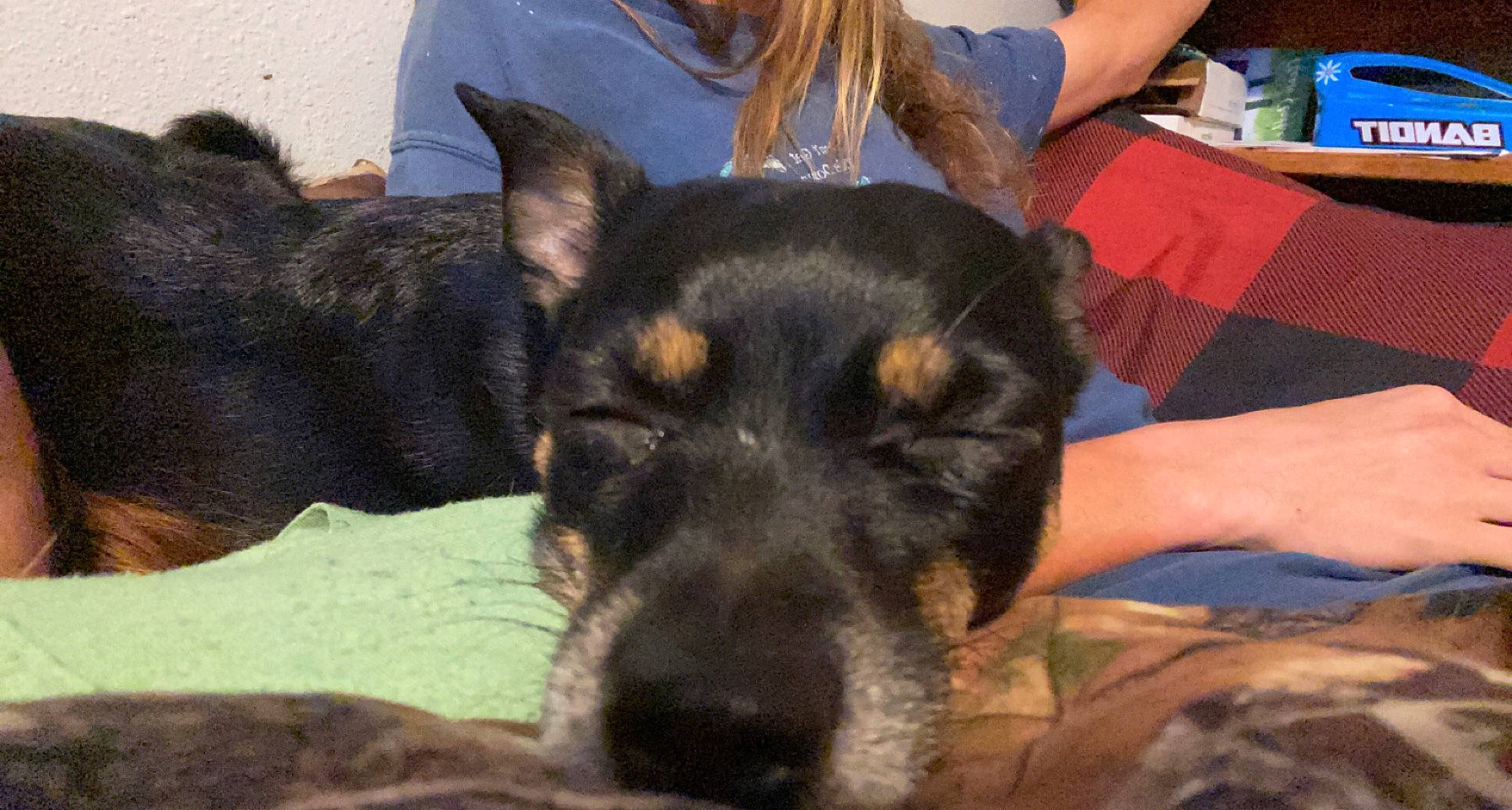 Riley is registered to the contest to win money with this photo: canidae, carnivore, chair, companion_dog, dog, dog_breed, fawn, fur, guard_dog, herding_dog, paw, pinscher, plant, puppy, sharing, snout, sporting_group, toy_dog, working_animal, working_dog