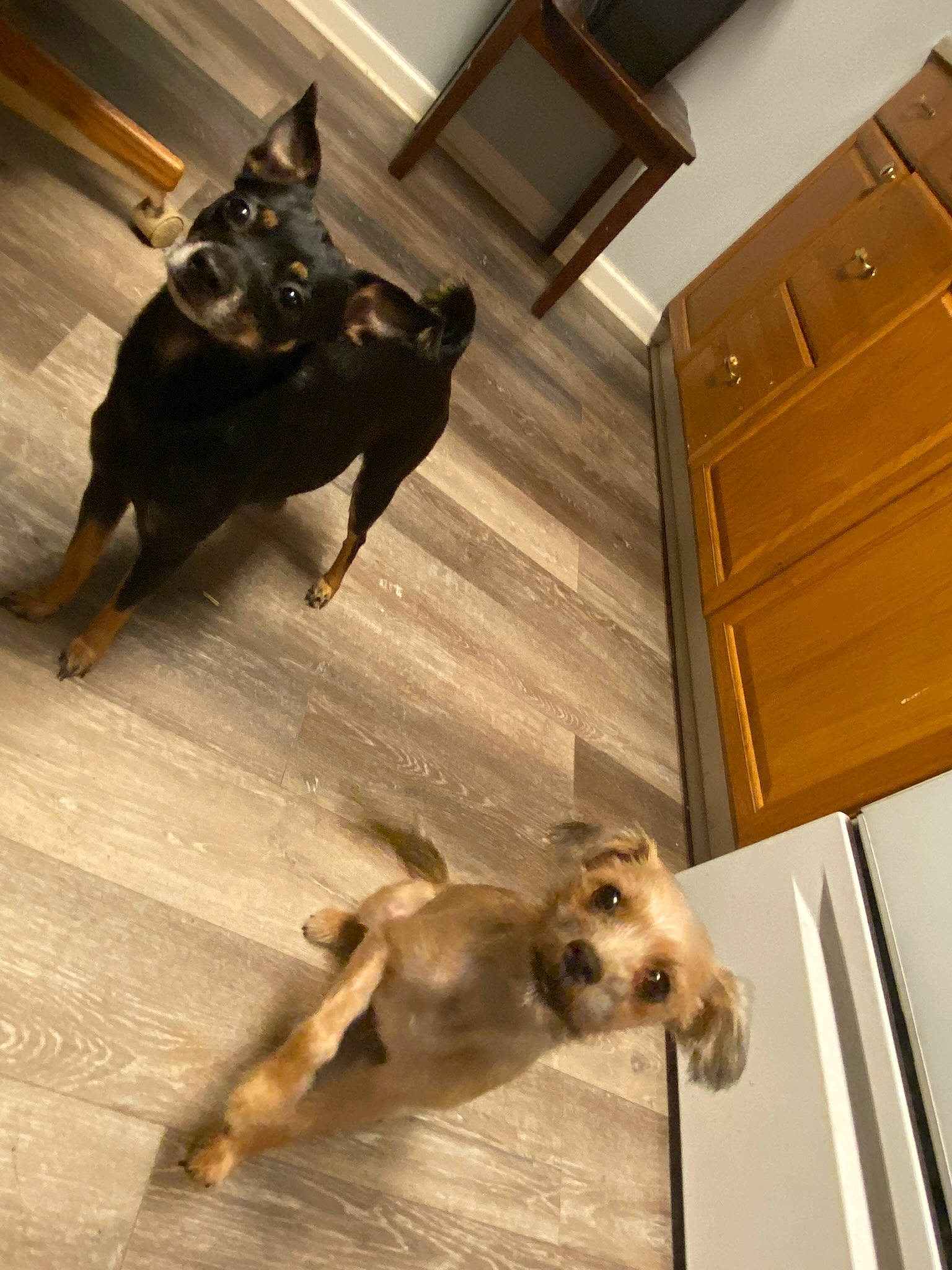 Riley joined the competition — help win amazing prizes! cabinetry, canidae, carnivore, companion_dog, dog, dog_breed, drawer, fawn, floor, flooring, hardwood, liver, mammal, snout, sporting_group, tail, toy_dog, vertebrate, wood, working_animal