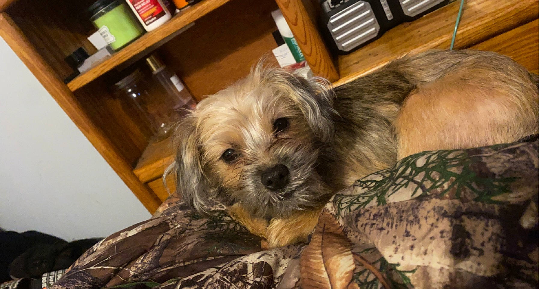 Riley joined the competition — help win amazing prizes! bookcase, carnivore, chair, comfort, companion_dog, dog, dog_breed, fawn, furniture, hardwood, liver, shelf, shelving, small_terrier, snout, sporting_group, terrier, toy_dog, wood, working_animal