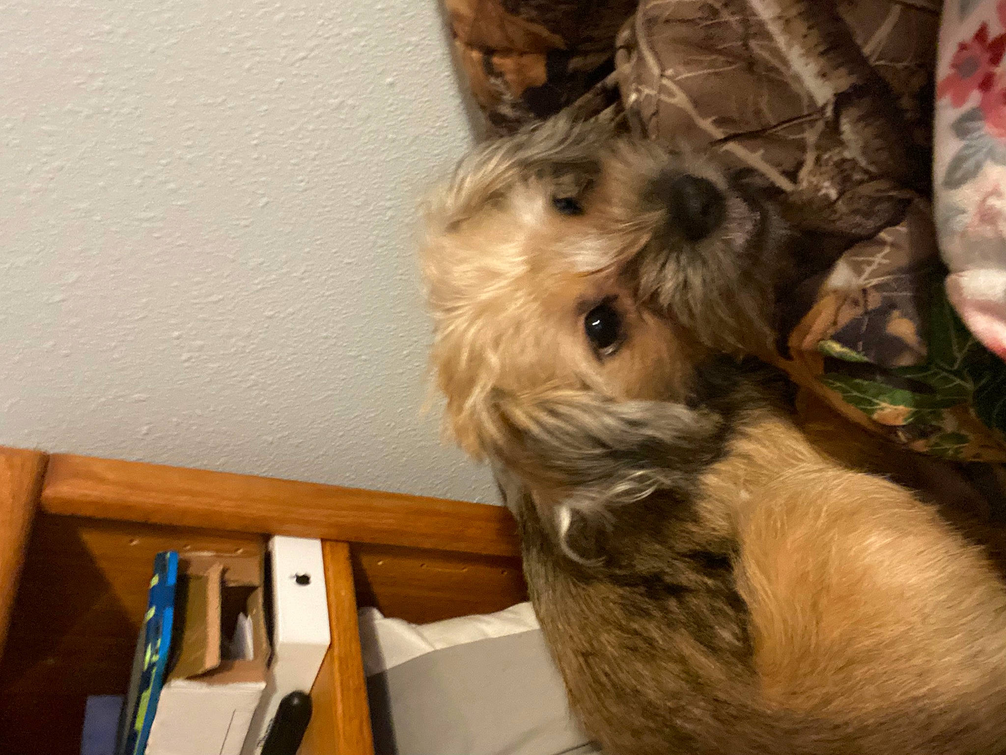 Riley is registered to the contest to win money with this photo: carnivore, companion_dog, dog, dog_breed, ear, fawn, fur, golden_retriever, hardwood, liver, office_supplies, pen, small_terrier, snout, terrier, toy_dog, wood, working_animal