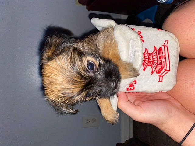 Miley joined the competition — help win amazing prizes! canidae, carnivore, claw, companion_dog, dog_breed, elbow, fawn, flesh, fur, hand, human_leg, nail, rodent, thumb, whiskers, wrist