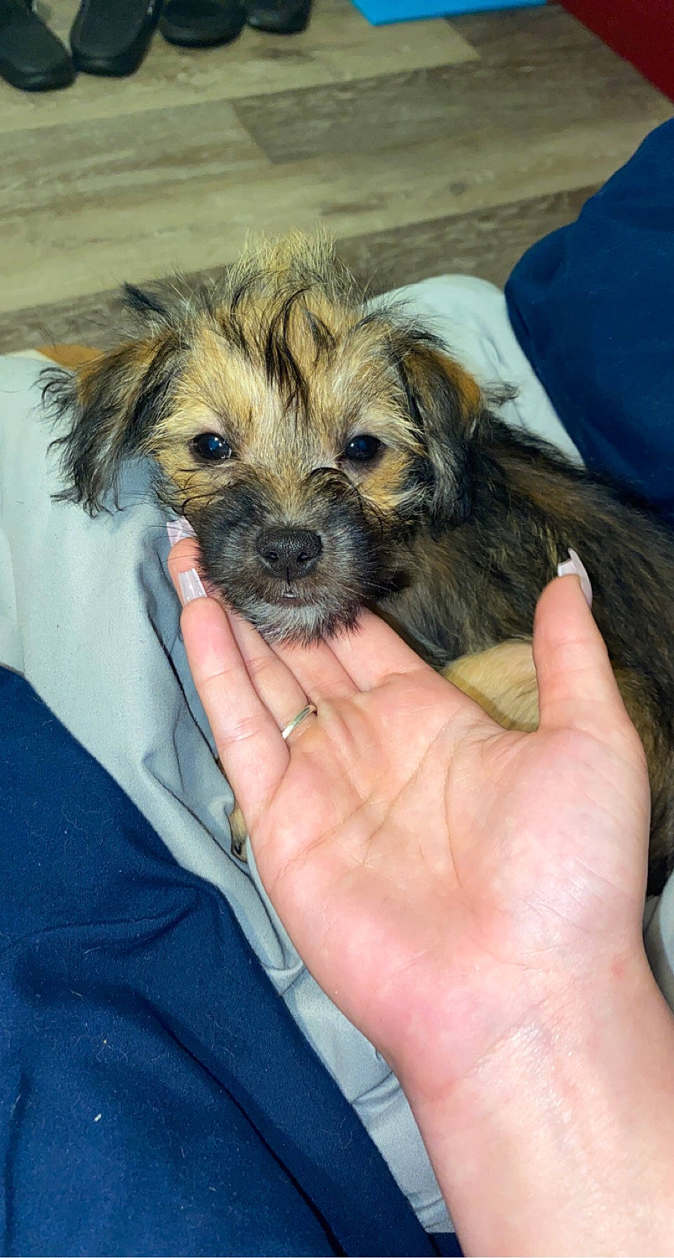 Miley joined the competition — help win amazing prizes! canidae, carnivore, companion_dog, dog, dog_breed, fur, hand, maltepoo, nail, puppy, puppy_love, small_terrier, snout, sporting_group, terrier, toy_dog, water_dog, working_animal, yorkipoo