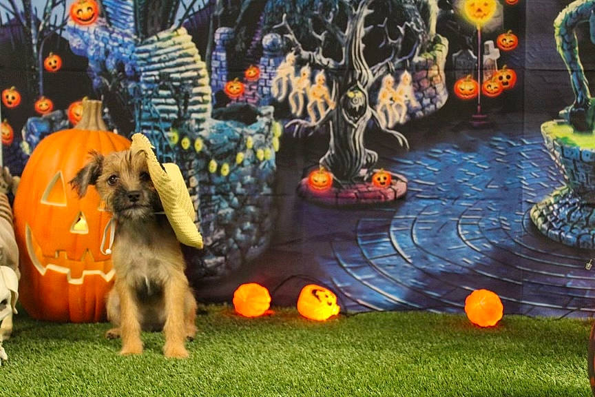 Miley is registered to the contest to win money with this photo: art, ball, calabaza, cucurbita, dog_breed, event, fun, games, gourd, grass, hat, lawn, leisure, orange, plant, pumpkin, recreation, sports_equipment, tree, winter_squash