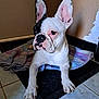 animal, boxer, bulldog, canine, dog, frenchbulldog, pet, pitbull, puppy, whitedog