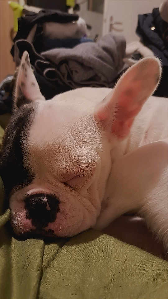 Mya