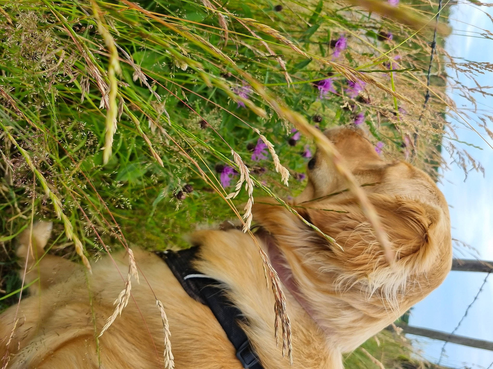 Valka a rejoint le concours — aidez-le/la à gagner de superbes lots ! electric_blue, fashion_accessory, fawn, feather, flower, flowering_plant, fur, grass, herb, herbaceous_plant, natural_material, plant, plant_stem, sky, tail, tree, trunk, twig, wildlife, wood