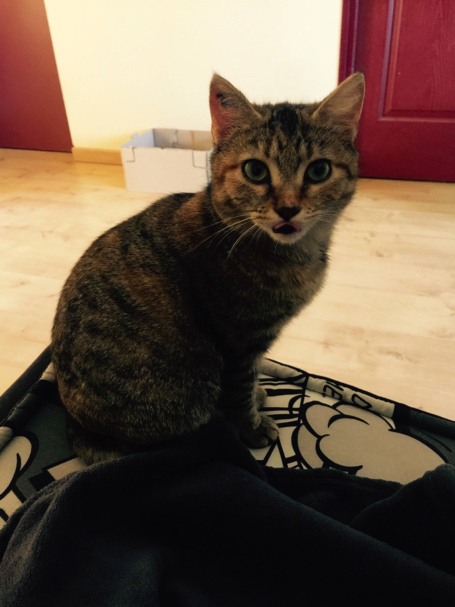 Maïna a rejoint le concours — aidez-le/la à gagner de superbes lots ! american_shorthair, asian, california_spangled, carnivore, cat, chausie, domestic_short_haired_cat, dragon_li, egyptian_mau, european_shorthair, eye, felidae, fur, german_rex, mammal, ocicat, skin, small_to_medium_sized_cats, tabby_cat, whiskers