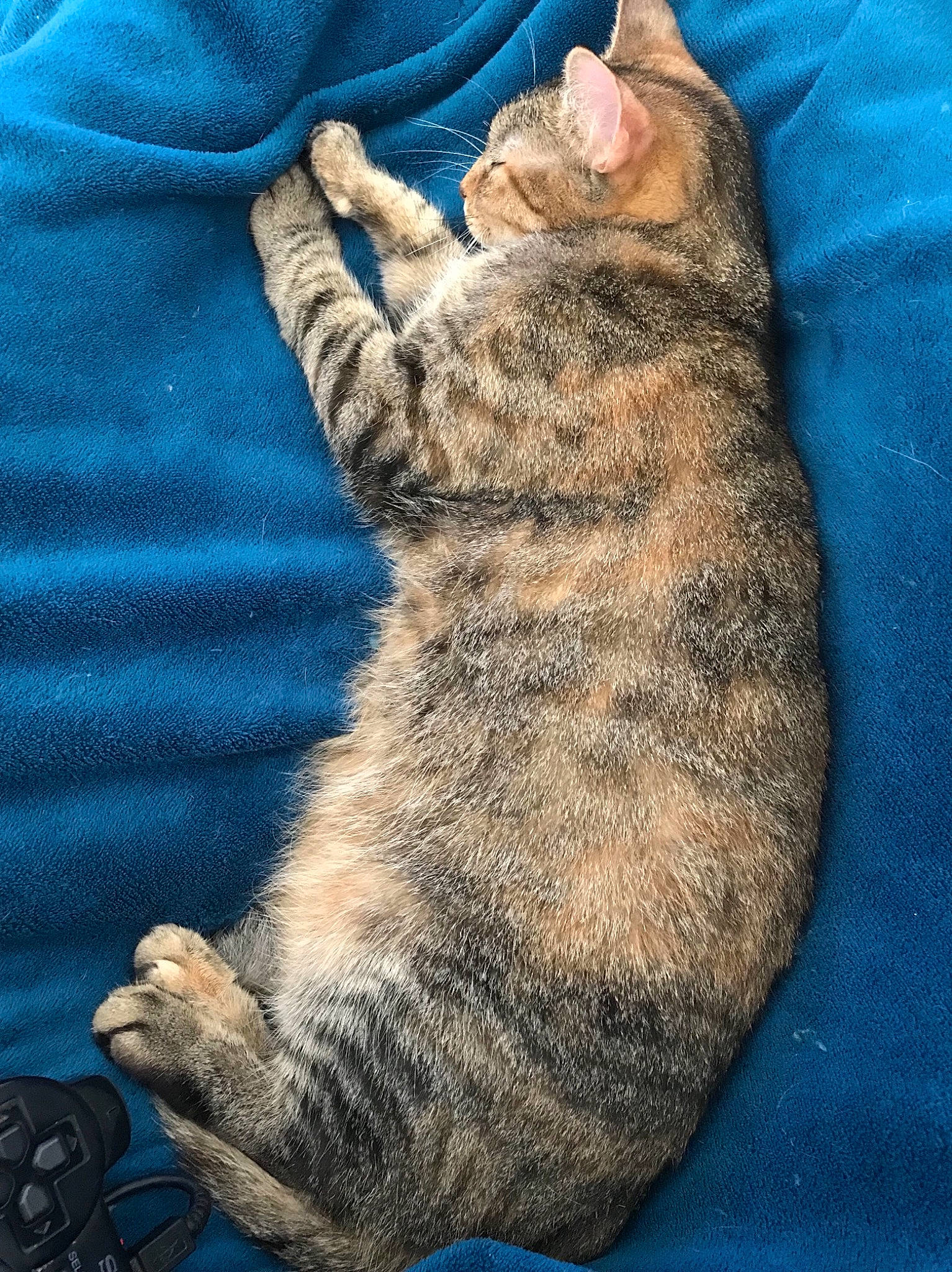 Maïna a rejoint le concours — aidez-le/la à gagner de superbes lots ! american_bobtail, asian, california_spangled, carnivore, cat, claw, domestic_short_haired_cat, dragon_li, egyptian_mau, european_shorthair, felidae, fur, german_rex, kitten, mammal, ocicat, small_to_medium_sized_cats, tabby_cat, tail, whiskers