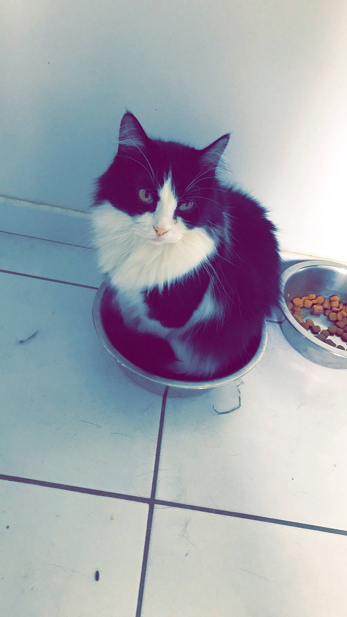 Lilou a rejoint le concours — aidez-le/la à gagner de superbes lots ! carnivore, cat, domestic_short_haired_cat, european_shorthair, felidae, floor, fur, kitten, norwegian_forest_cat, polydactyl_cat, small_to_medium_sized_cats, tail, whiskers