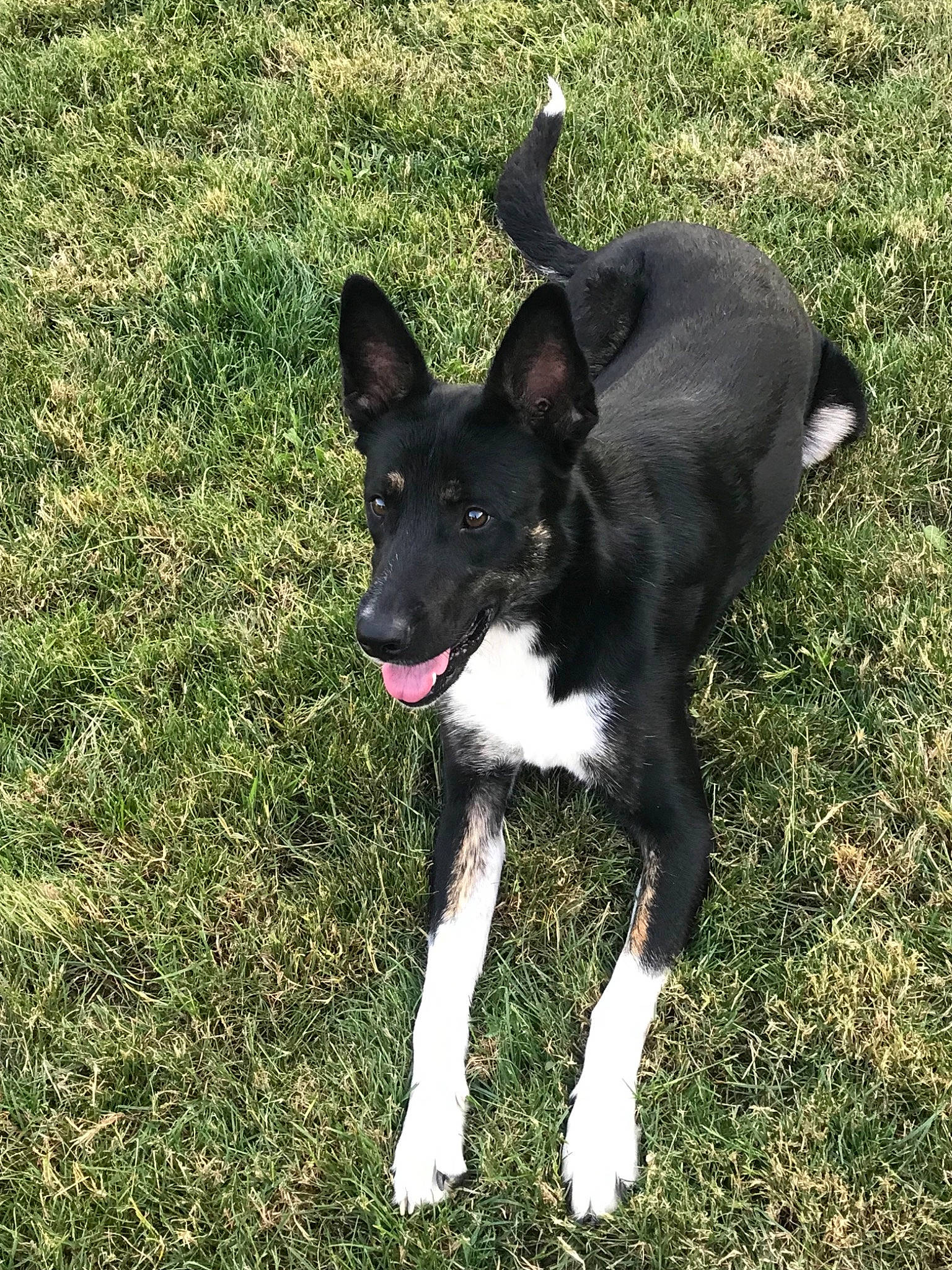 Nappy participe au concours pour gagner de l'argent avec cette photo : australian_kelpie, basenji, canidae, carnivore, dog, dog_breed, formosan_mountain_dog, hunting_dog, karelian_bear_dog, laika, mammal, mcnab, russo_european_laika, tail, vertebrate