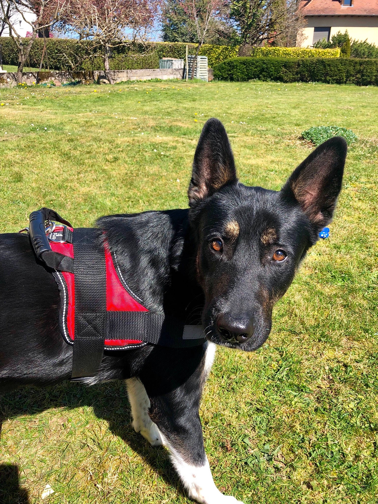 Nappy participe au concours pour gagner de l'argent avec cette photo : canidae, carnivore, dog, dog_breed, formosan_mountain_dog, grass, mammal, plant, police_dog, rare_breed_dog, snout, sporting_group, vertebrate, working_dog