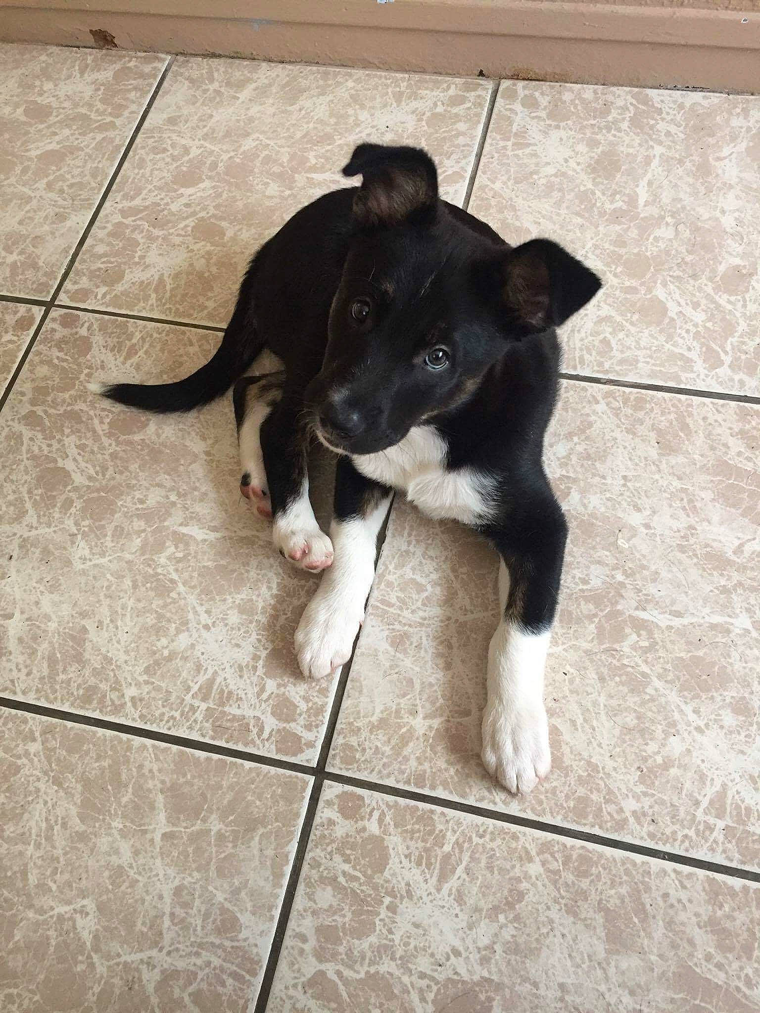 Nappy a rejoint le concours — aidez-le/la à gagner de superbes lots ! american_pit_bull_terrier, canidae, carnivore, dog, dog_breed, fawn, feist, mammal, non_sporting_group, pit_bull, puppy, tail