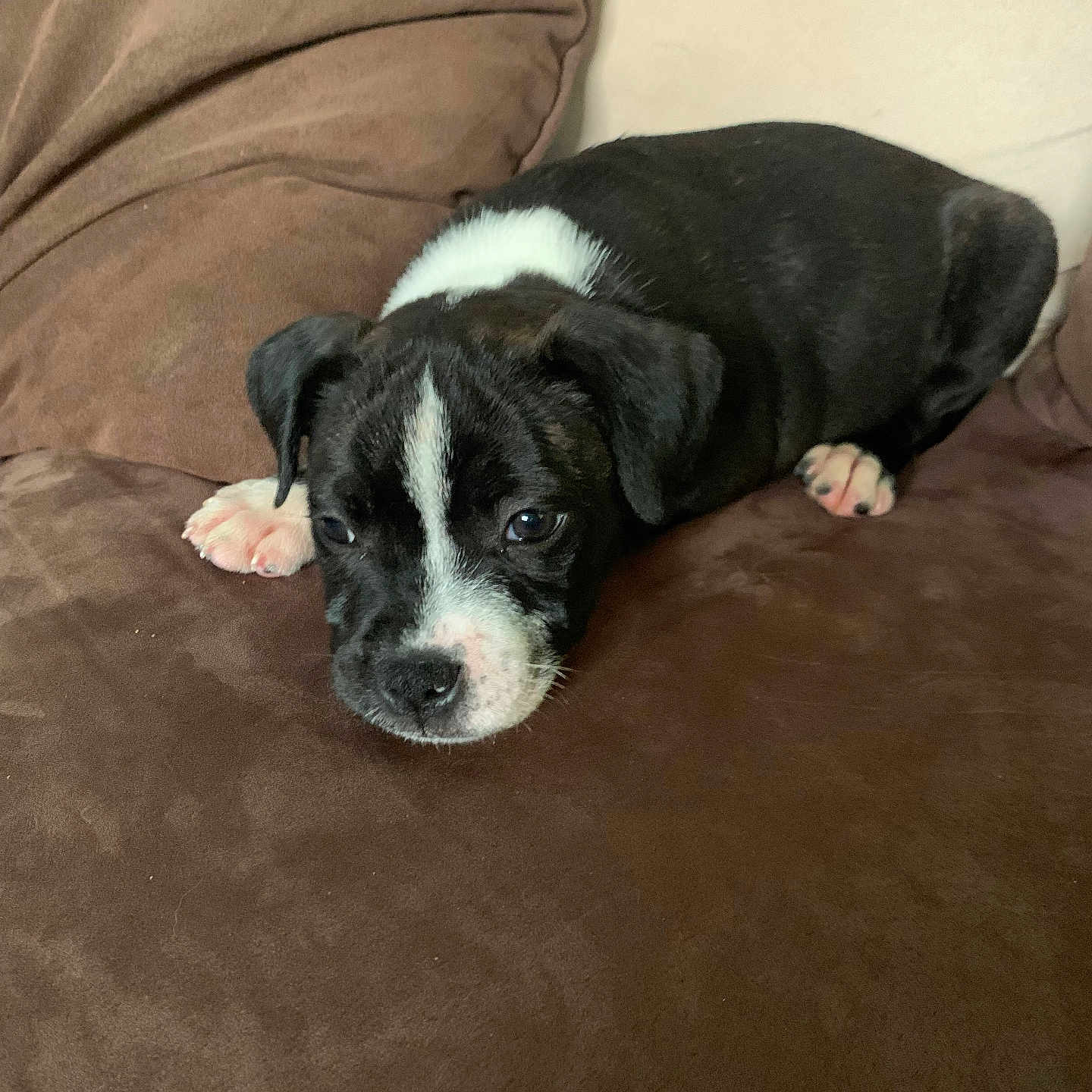 Eros a rejoint le concours — aidez-le/la à gagner de superbes lots ! animal, ball, bostonbull, boxer, bulldog, canine, couch, cushion, dog, furniture, homedecor, hound, labradorretriever, person, pet, pitbull, pointer, puppy, sleeping, sport